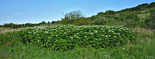 Click f&uuml;r gr&ouml;&szlig;eres Bild