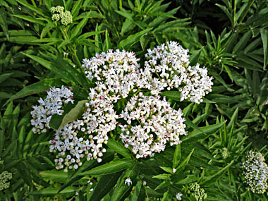 Click f&uuml;r gr&ouml;&szlig;eres Bild