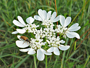 Click f&uuml;r gr&ouml;&szlig;eres Bild