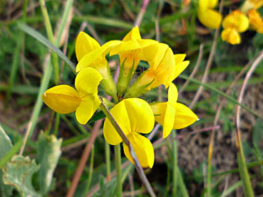 Click f&uuml;r gr&ouml;&szlig;eres Bild