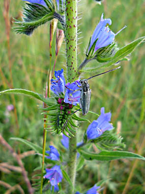 Click f&uuml;r gr&ouml;&szlig;eres Bild