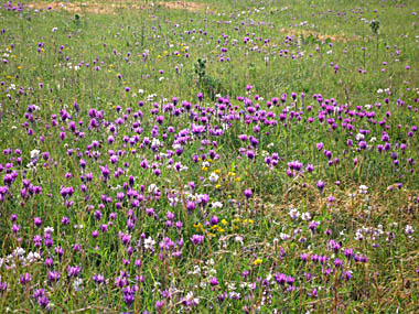 Click f&uuml;r gr&ouml;&szlig;eres Bild