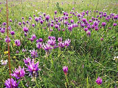 Click f&uuml;r gr&ouml;&szlig;eres Bild