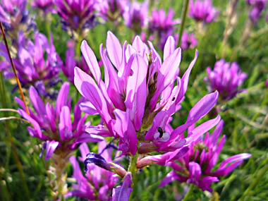 Click f&uuml;r gr&ouml;&szlig;eres Bild