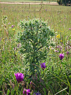 Click f&uuml;r gr&ouml;&szlig;eres Bild