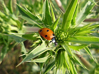 Click f&uuml;r gr&ouml;&szlig;eres Bild