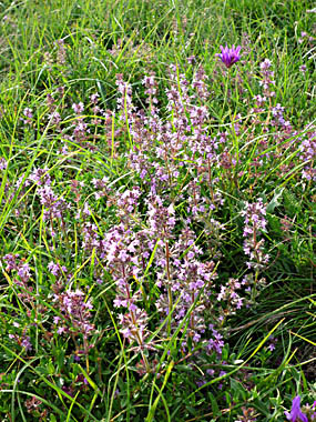 Click f&uuml;r gr&ouml;&szlig;eres Bild