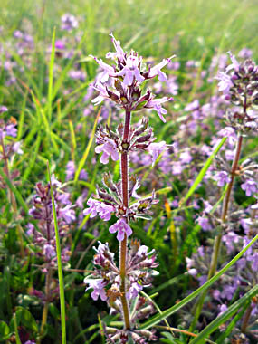 Click f&uuml;r gr&ouml;&szlig;eres Bild