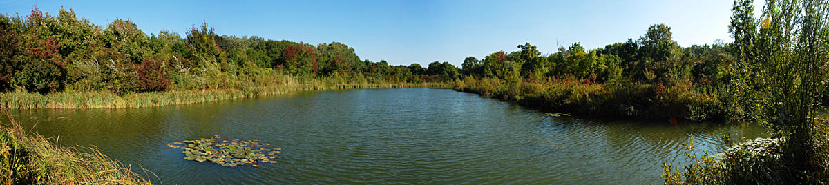 Teich bei Obersiebenbrunn