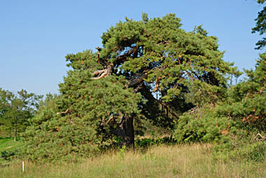 Golfclub Sch&ouml;nfeld