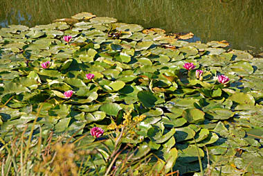 Teich bei Obersiebenbrunn