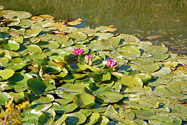 Teich bei Obersiebenbrunn