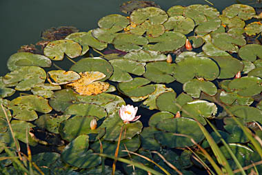 Teich bei Obersiebenbrunn