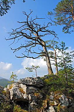 d&uuml;rrer Baum