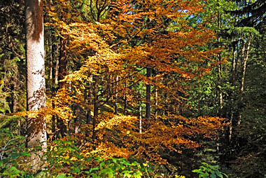 Klick f&uuml;r gr&ouml;&szlig;eres Bild