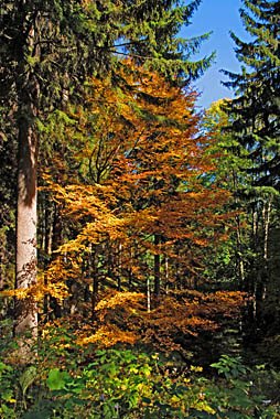 Klick f&uuml;r gr&ouml;&szlig;eres Bild