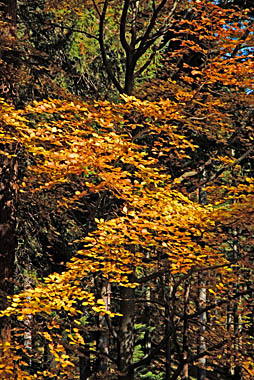 Klick f&uuml;r gr&ouml;&szlig;eres Bild