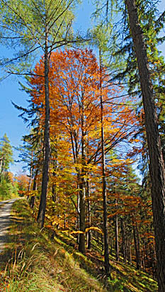 Klick f&uuml;r gr&ouml;&szlig;eres Bild