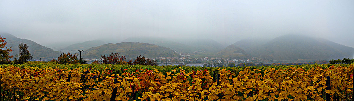Weingartenblick auf Spitz