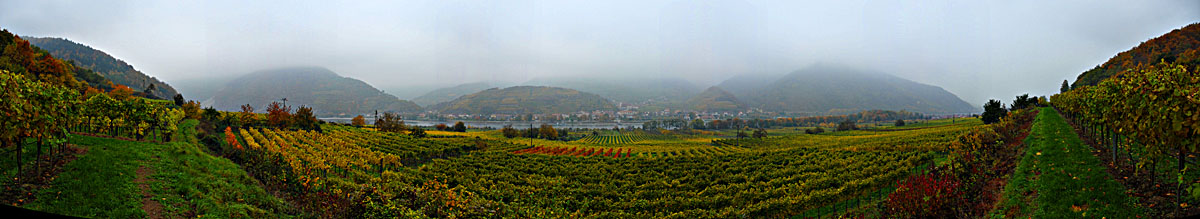Weingartenblick auf Spitz
