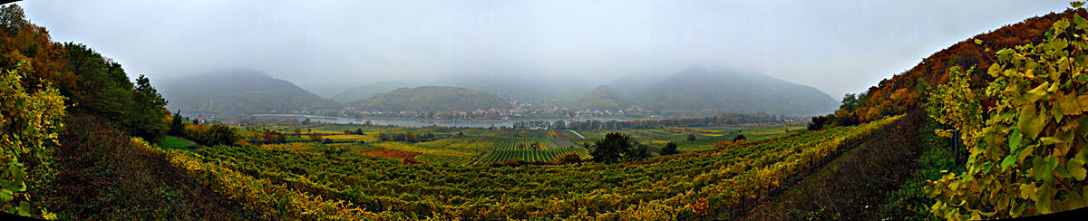 Weingartenblick auf Spitz