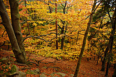Herbstwald
